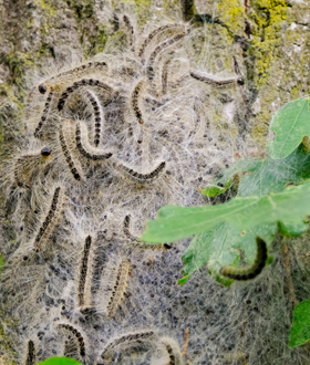 Eichenprozessionsspinner