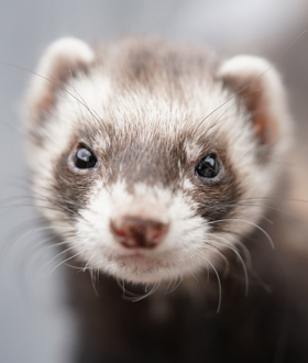 Marder und Waschbär, Vergrämung und Prävention