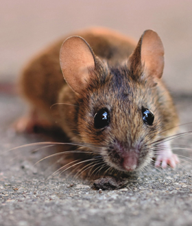 Schadnager wie Ratten und Mäuse